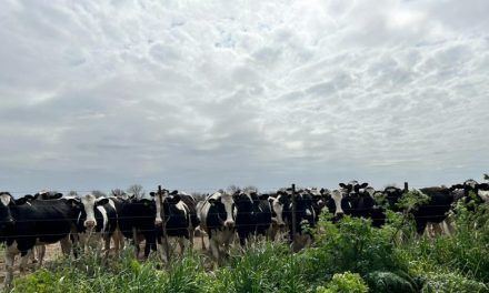 CONINAGRO y la crisis de la lechería