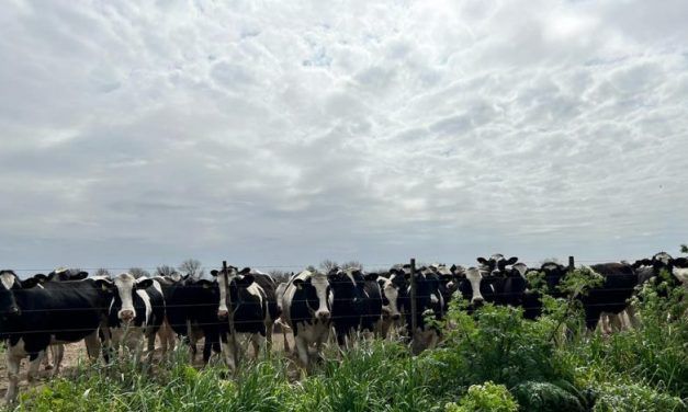 CONINAGRO y la crisis de la lechería