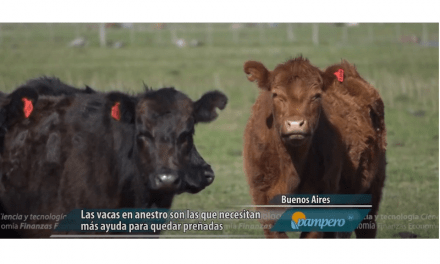 Cómo diagnosticar y mejorar la eficiencia reproductiva