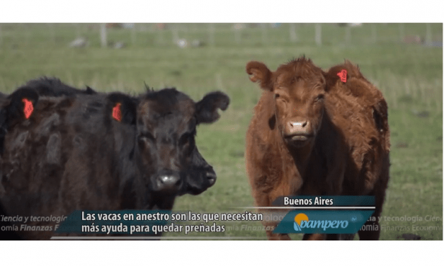 Cómo diagnosticar y mejorar la eficiencia reproductiva