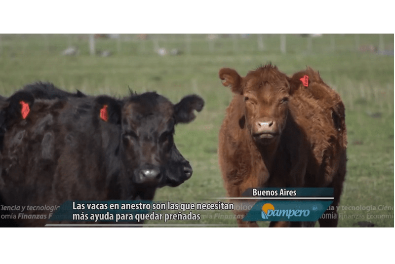 Cómo diagnosticar y mejorar la eficiencia reproductiva