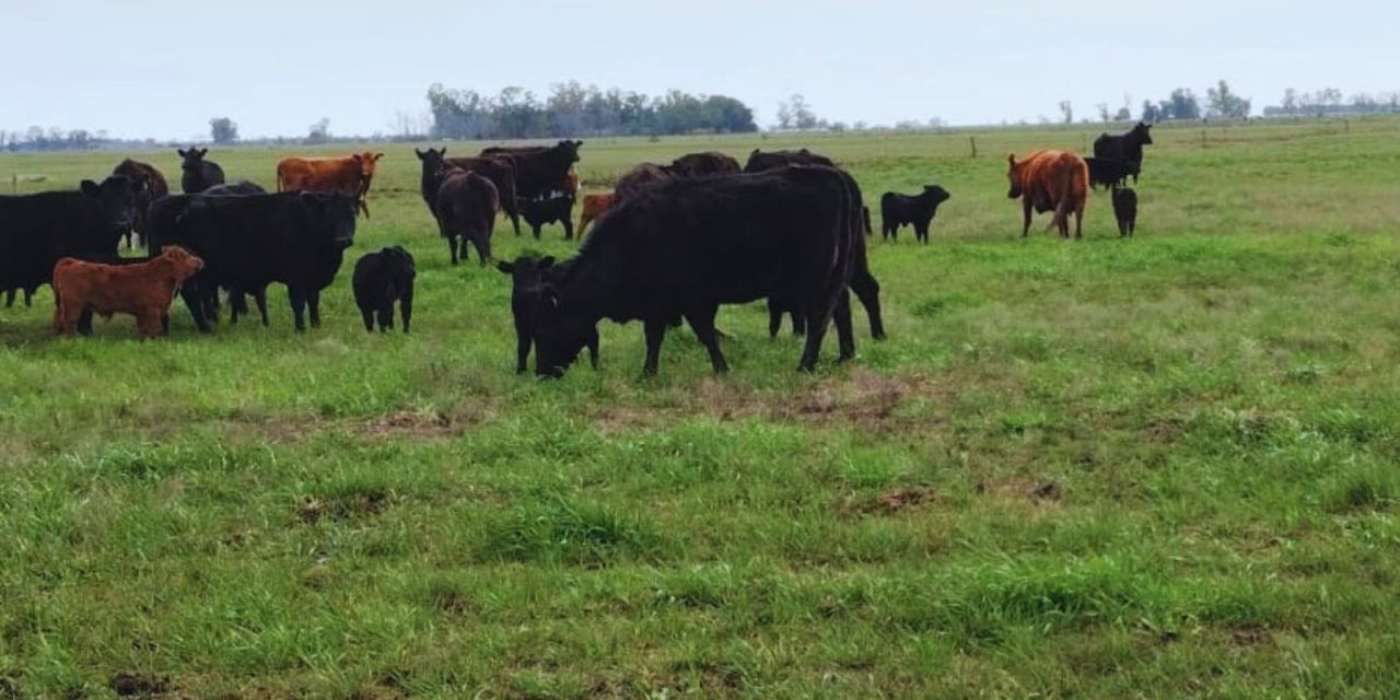 Eficiencia reproductiva en la Cuenca del Salado