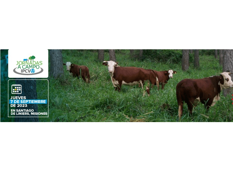 Jornada a Campo del IPCVA en Misiones: madera, carne y huella de carbono