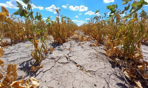 Santa Fe reinscribe a productores afectados por la sequía