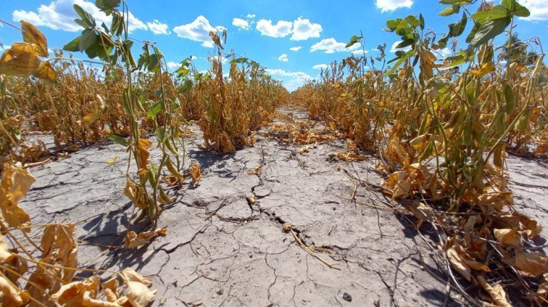 Santa Fe reinscribe a productores afectados por la sequía