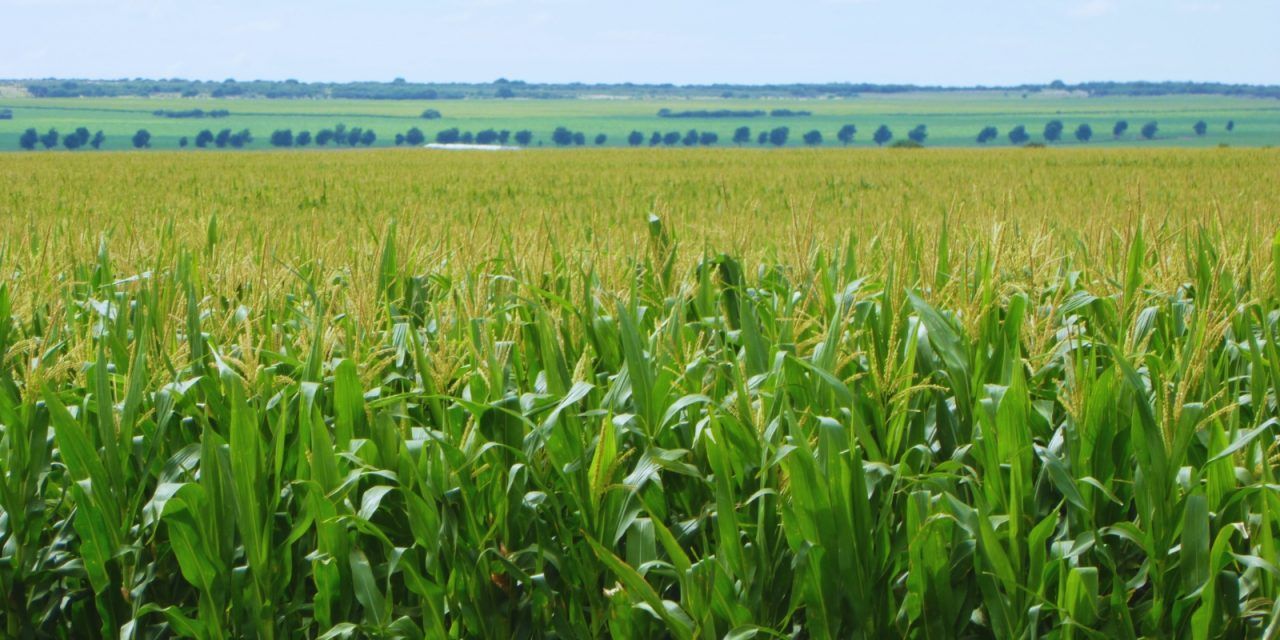 Agricultura adaptativa: cómo gestionar el agua ante la variabilidad del clima