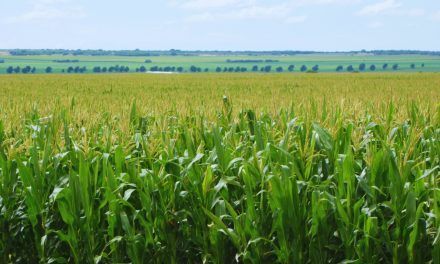 Agricultura adaptativa: cómo gestionar el agua ante la variabilidad del clima