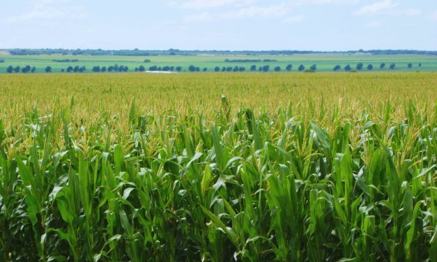Agricultura adaptativa: cómo gestionar el agua ante la variabilidad del clima