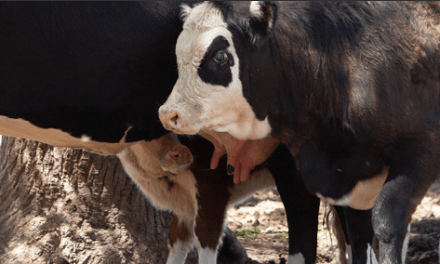 Se inició la segunda campaña nacional de vacunación contra la Fiebre aftosa y Brucelosis bovina