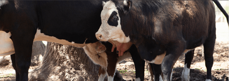 Se inició la segunda campaña nacional de vacunación contra la Fiebre aftosa y Brucelosis bovina