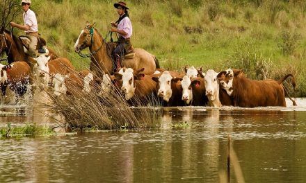 Entre Ríos evacúa hacienda por la crecida del Paraná