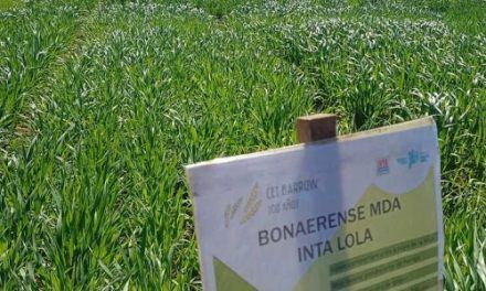 Nuevas variedades de avena