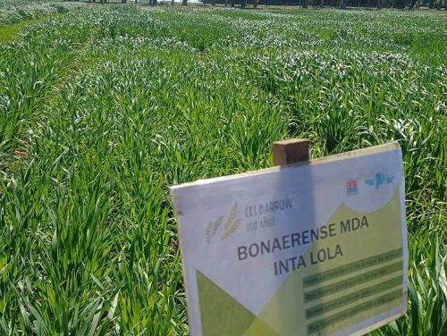 Nuevas variedades de avena