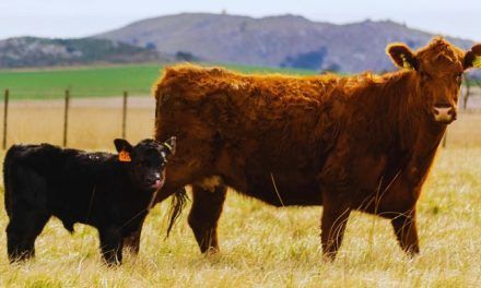 Estudio revela la diseminación de leucosis bovina en rodeos de carne