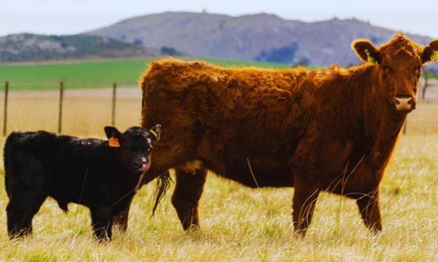 Estudio revela la diseminación de leucosis bovina en rodeos de carne