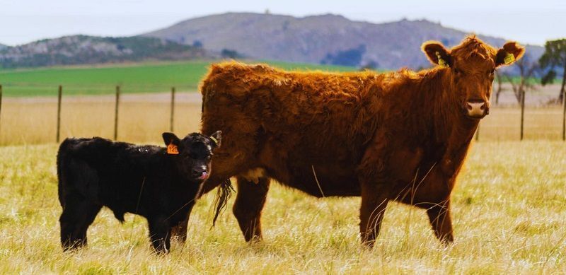 Estudio revela la diseminación de leucosis bovina en rodeos de carne