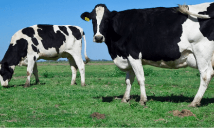 Avances en la lucha contra la leucosis bovina