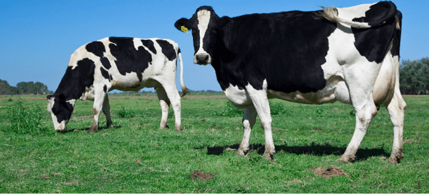 Avances en la lucha contra la leucosis bovina
