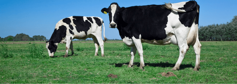 Avances en la lucha contra la leucosis bovina