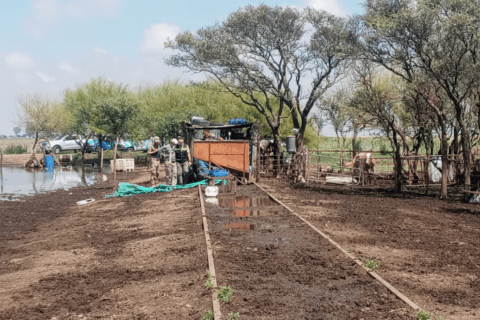 Córdoba: secuestran 100 animales y prohíben productos lácteos