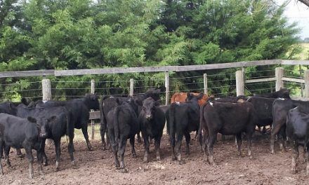 FEEDLOTS: con números adversos, continúa la reposición