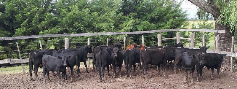 FEEDLOTS: con números adversos, continúa la reposición