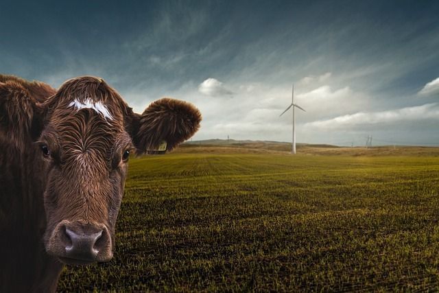 GANADERÍA Y CAMBIO CLIMÁTICO: