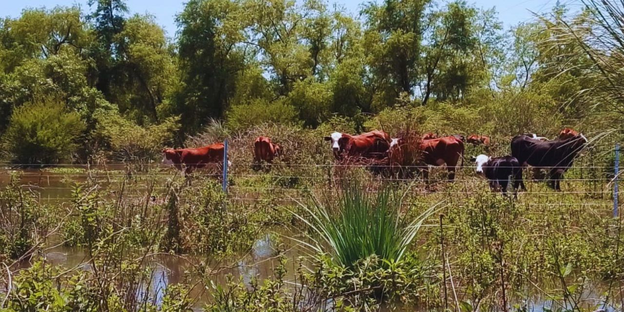 Pautas para alimentar al rodeo en condiciones extremas