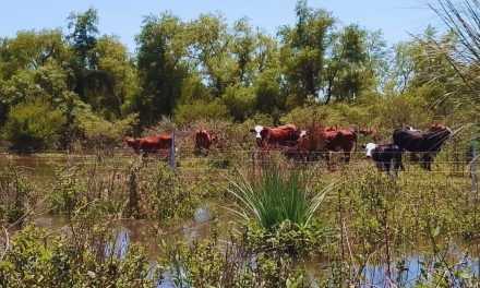 Pautas para alimentar al rodeo en condiciones extremas