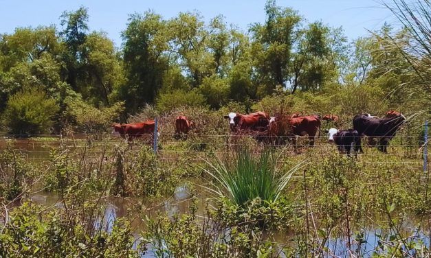 Pautas para alimentar al rodeo en condiciones extremas