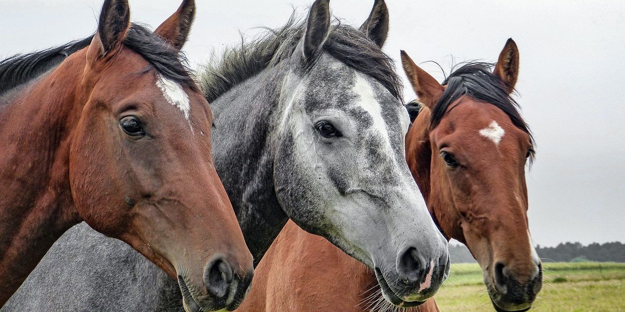 CONFIRMAN UN CASO HUMANO DE ENCEFALITIS EQUINA