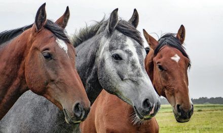 CONFIRMAN UN CASO HUMANO DE ENCEFALITIS EQUINA