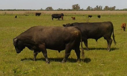 En 2023, el que compró toros hizo negocio