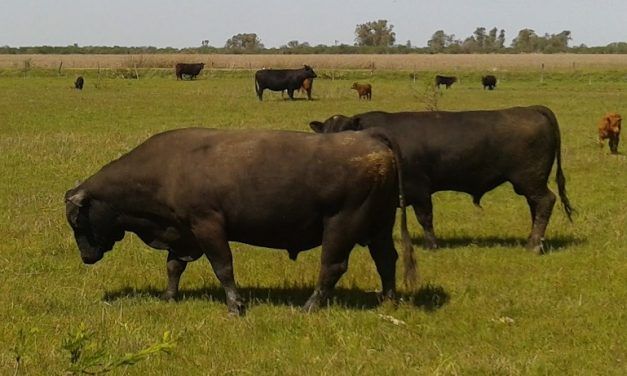 En 2023, el que compró toros hizo negocio