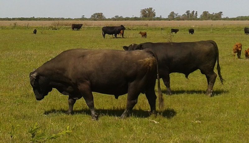 En 2023, el que compró toros hizo negocio