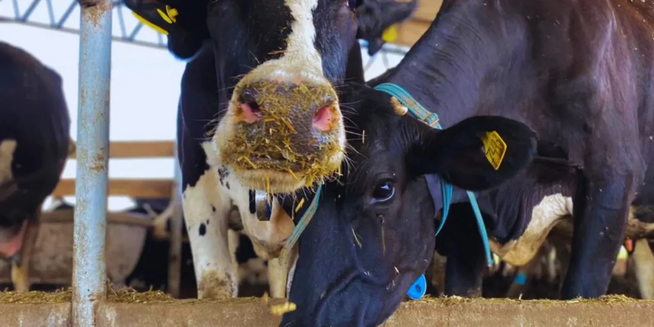 Dietas frías: estrategia contra el estrés por calor en vacas