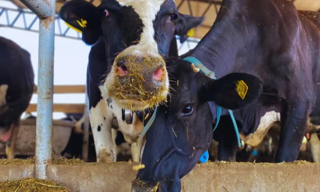 Dietas frías: estrategia contra el estrés por calor en vacas
