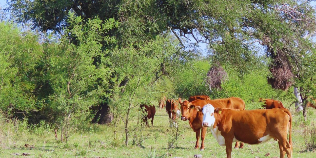 Espinal entrerriano: hacia una producción ganadera sustentable