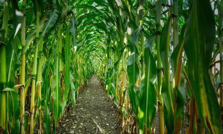 Batacazo del cultivo de maíz