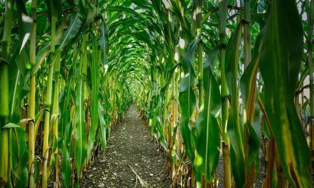 Batacazo del cultivo de maíz
