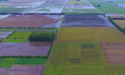 Precipitaciones récord: el desafío de producir