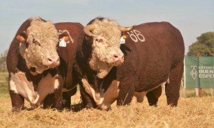 El desafío de producir animales pesados
