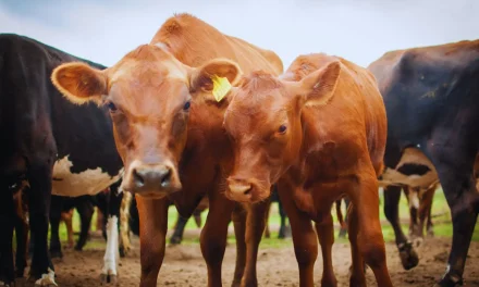 Suplementar con burlanda mejora la calidad de la carne