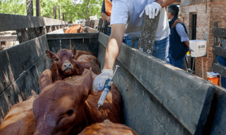 Primera campaña anual 2024 contra la fiebre aftosa