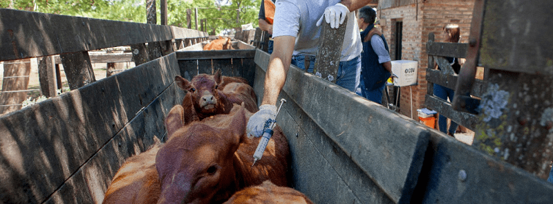 Primera campaña anual 2024 contra la fiebre aftosa
