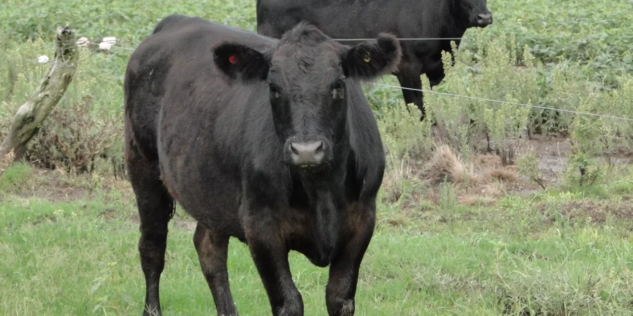 Primera declaración ambiental de un bovino en pie