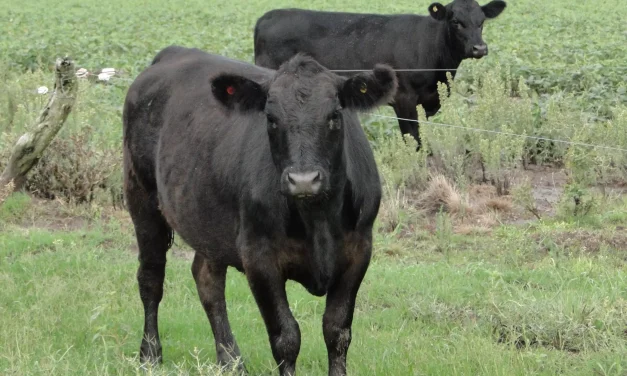 Primera declaración ambiental de un bovino en pie