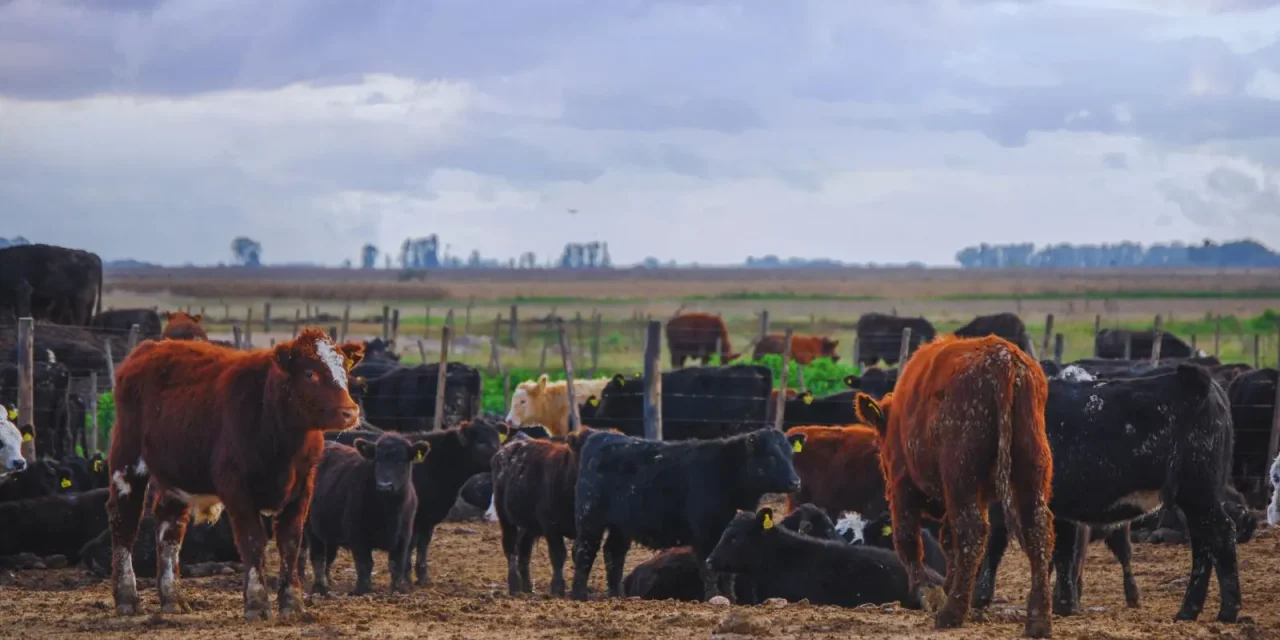 Cómo reducir el impacto del calor en bovinos para carne