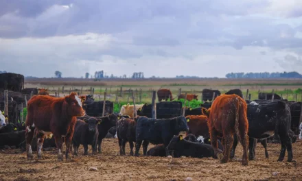Cómo reducir el impacto del calor en bovinos para carne