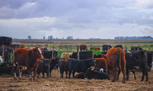 Cómo reducir el impacto del calor en bovinos para carne
